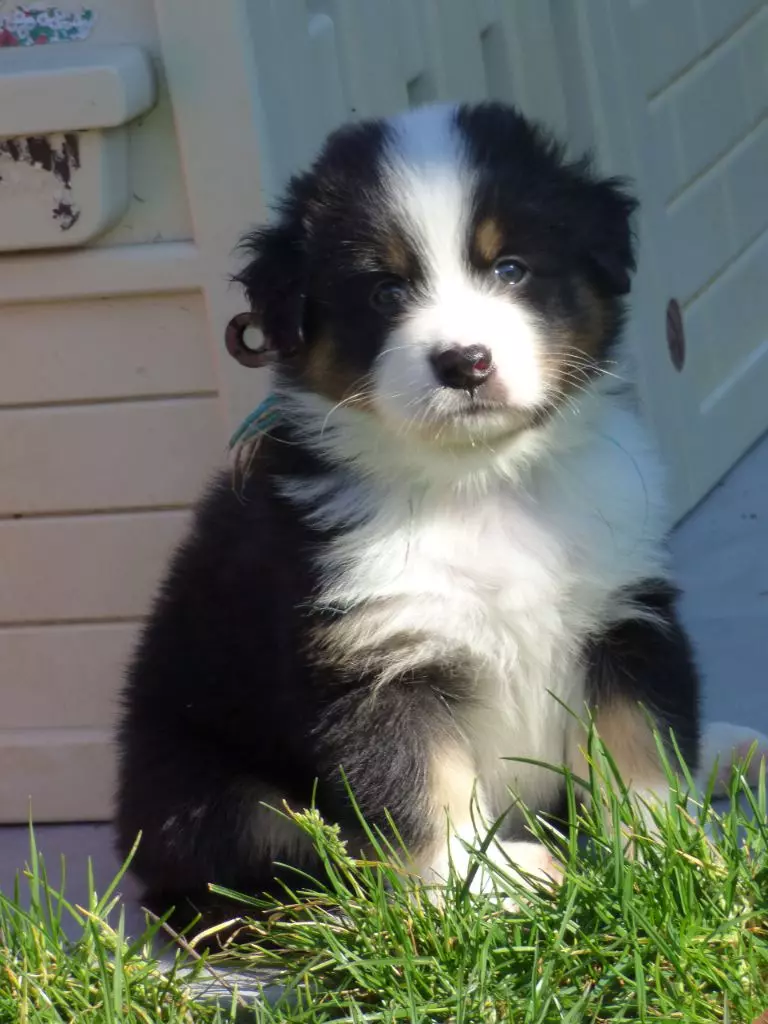 Chiot Berger Australien de la Citadelle D'Hermance