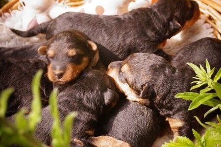 Chiot Airedale Terrier Du mockcastel