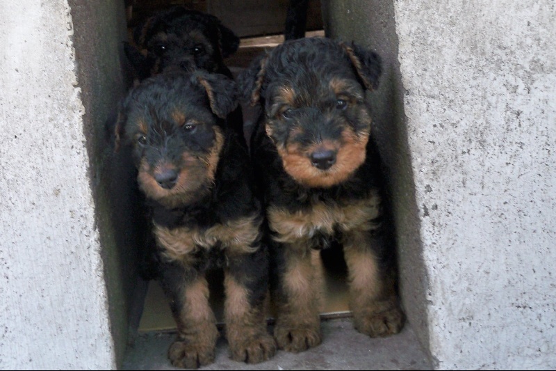 Du mockcastel - Airedale Terrier - Portée née le 03/05/2013