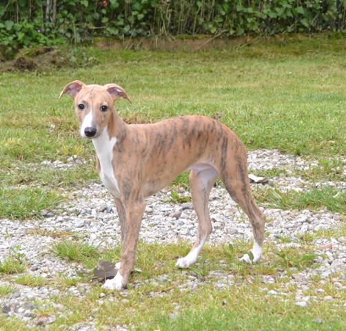 Chiot Whippet DISPO de suite au Clos des Sylphides