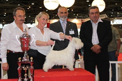 de Willycott - Best In Show Jeune Lyon 2012