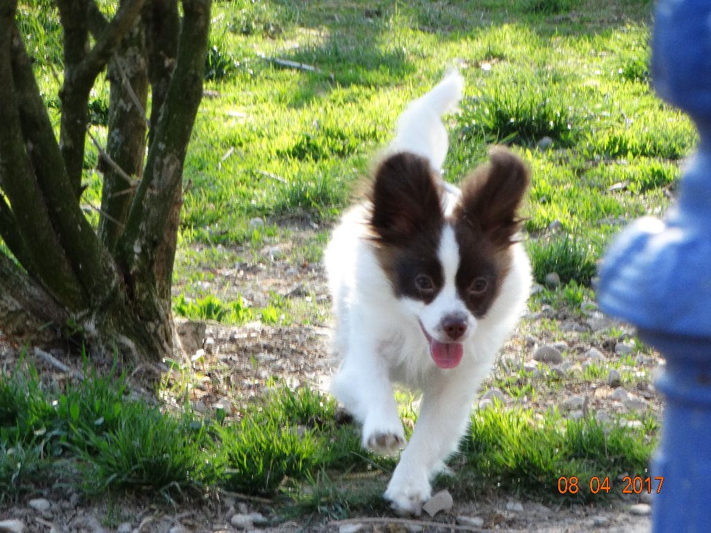 de la vallée de la Py - VOICI MA PETITE MIRABELLE