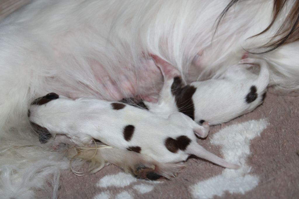 de la vallée de la Py - Naissance de  petites Epagneul  papillon