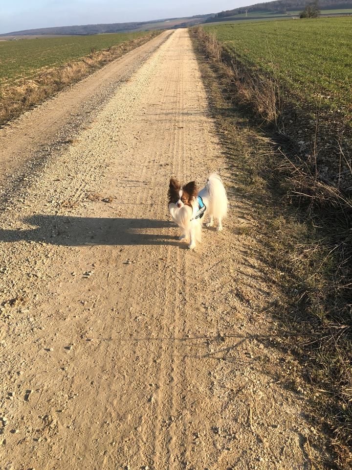 de la vallée de la Py - reçu une photo de Nicky de la vallée de la py merci