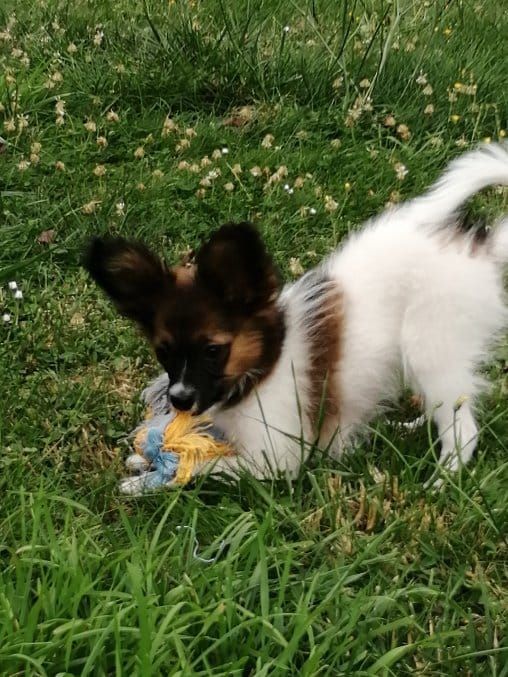 de la vallée de la Py - RECU UNE PHOTO DE PEPITO DE LA VALLEE DE LA PY MERCI