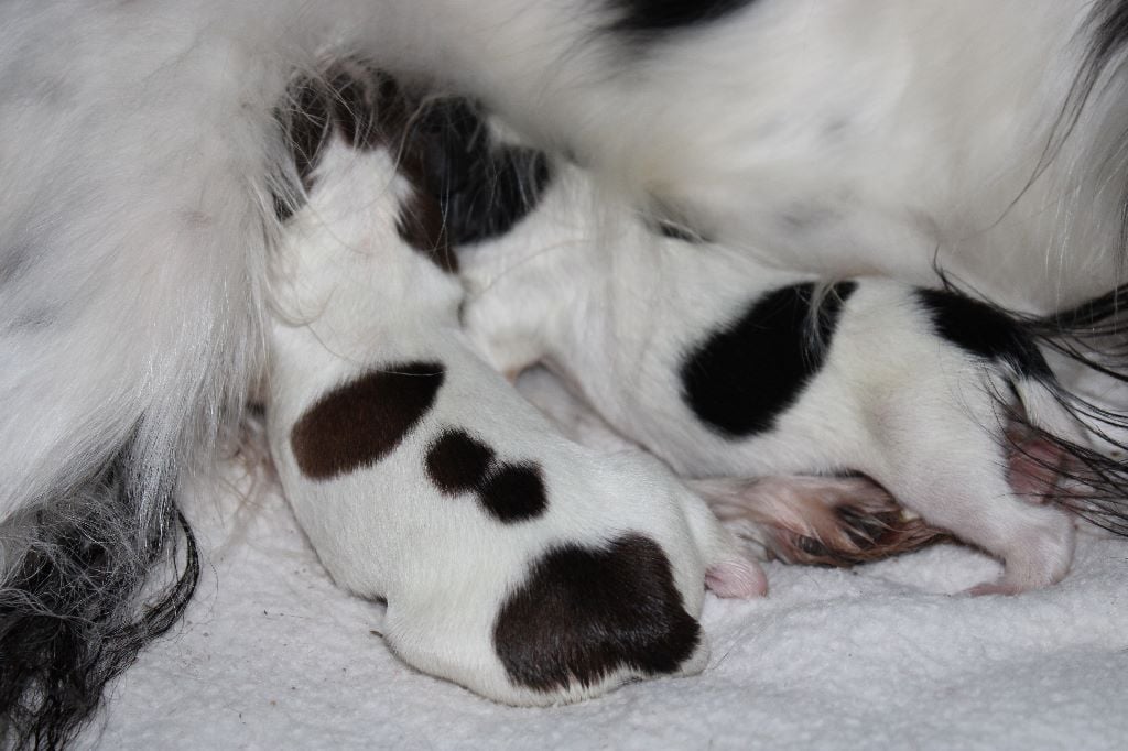 de la vallée de la Py - Naissance de deux petits males Judy et Owen