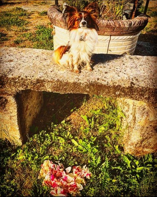 de la vallée de la Py - 	Reçu une photo de Sherlock de la vallée de la py merci