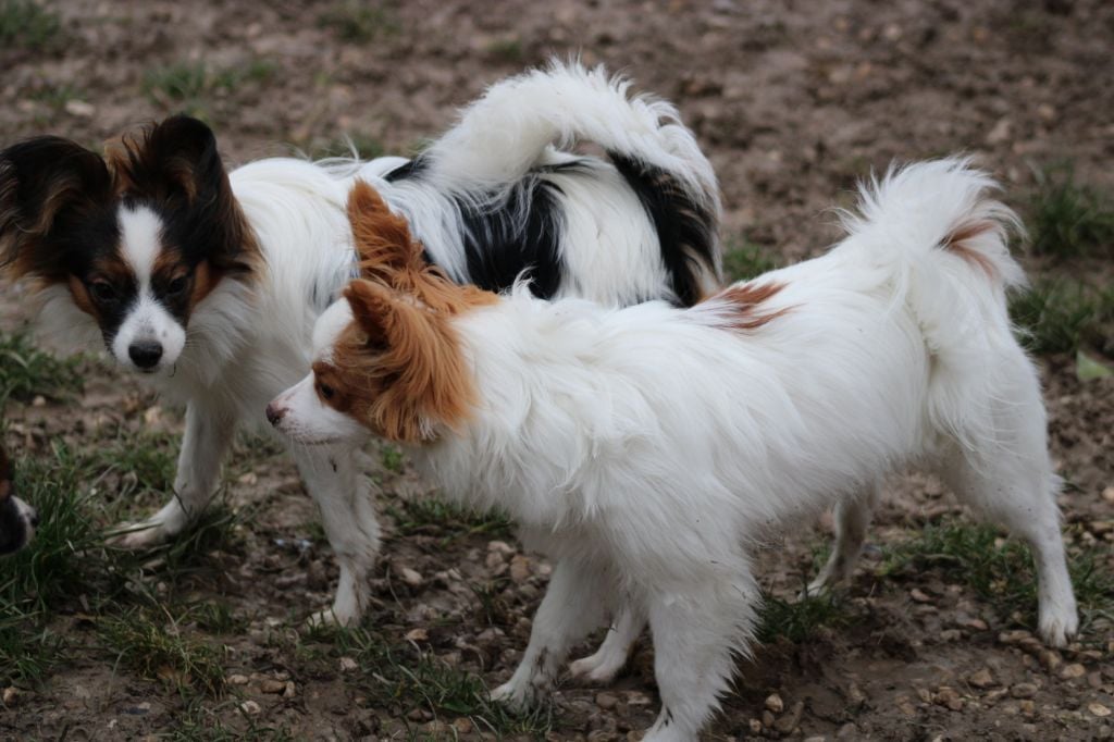 de la vallée de la Py - Rully et Ricky les deux frères