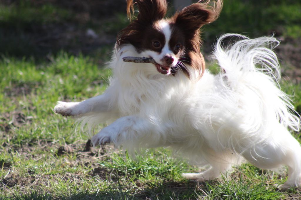 de la vallée de la Py - Une photo de ma Mirabelle