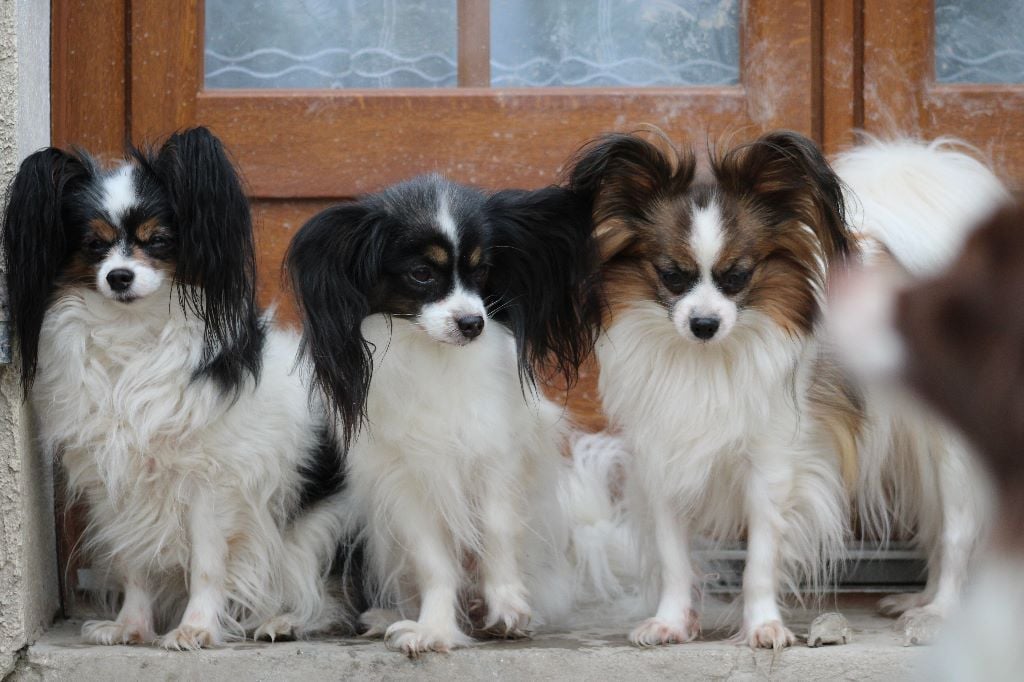 de la vallée de la Py - les 3 filles graine,flore et poupette