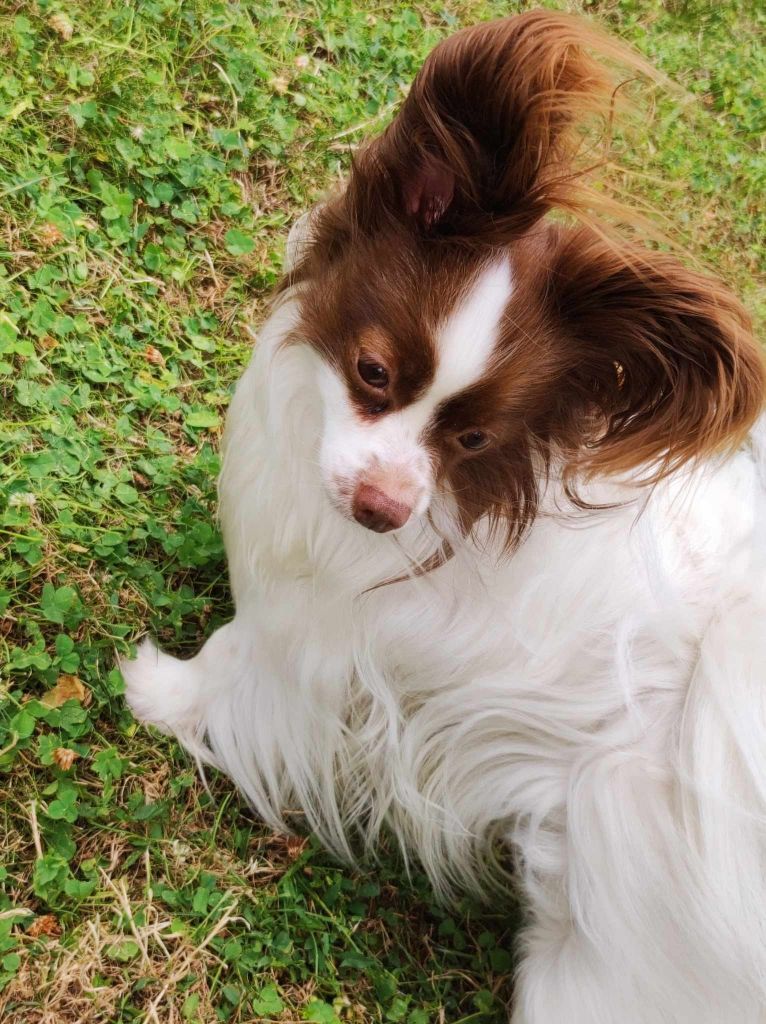 de la vallée de la Py - Reçu une photo de Mirabelle de la vallée de la py merci