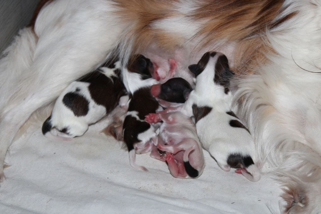 de la vallée de la Py - Naissance de 4 petits bébés 2 f et 2 m   