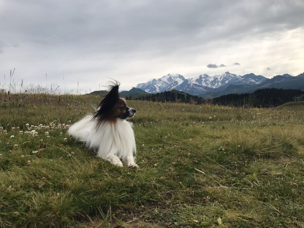 de la vallée de la Py - Reçu une photo de Luigi de la vallée de la py merci