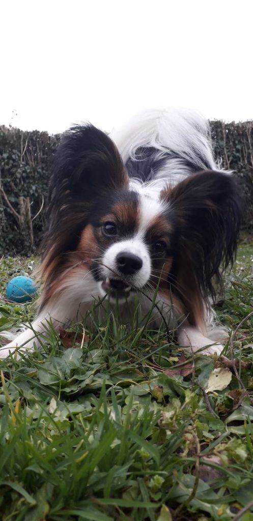 de la vallée de la Py - Reçu une photo de Ricky de la vallée de la py merci