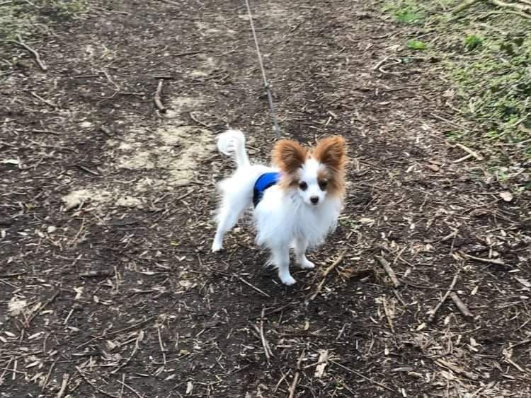 de la vallée de la Py - Reçu une photo de Roxy de la vallée de la py merci