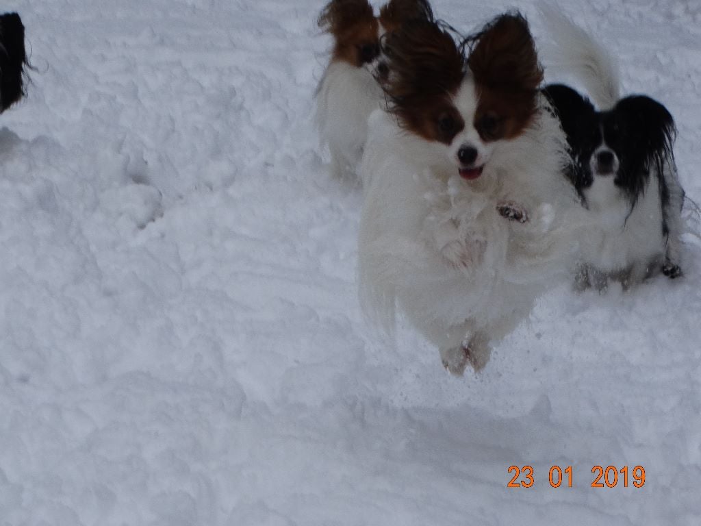 de la vallée de la Py - UN PAPILLON QUI VOLE !!!!!!