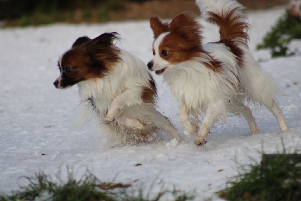 de la vallée de la Py - Les deux  loulous dans la neige