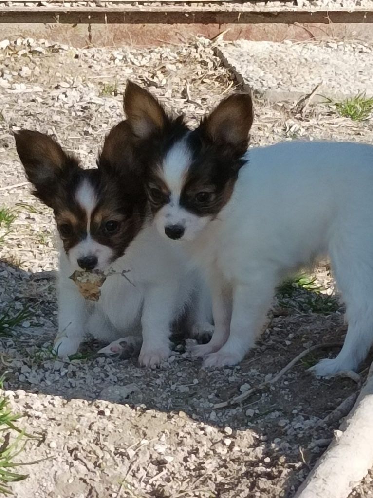 de la vallée de la Py - Les deux puces