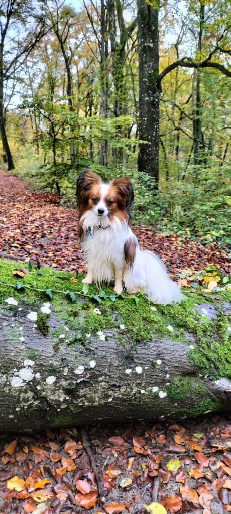 de la vallée de la Py - Reçu une photo pour NOEL de Samy de la vallée de la py merci