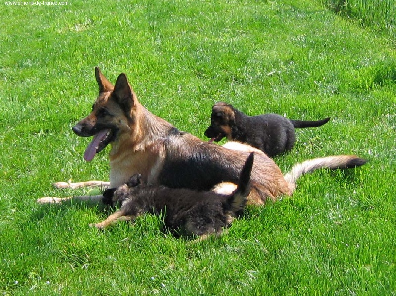 Chiot Berger Allemand Des coléres de némésis