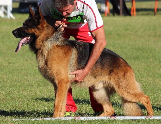 de Font Martinier - Nationale d'élevage CCBA 2016 Andrézieux -Bouthéon (42)