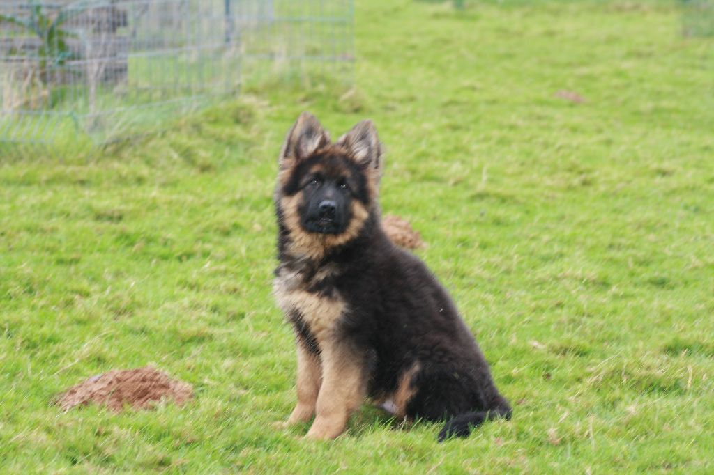 de Font Martinier - Chiots disponibles - Berger Allemand