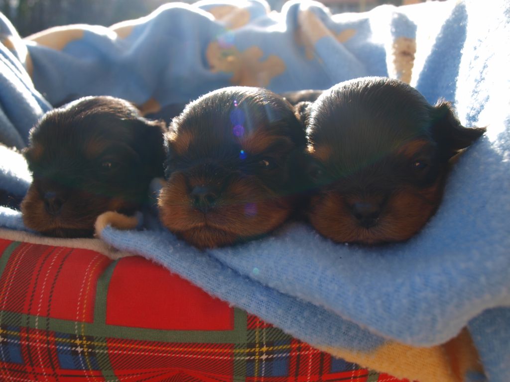 Chiot Cavalier King Charles Spaniel des brandes de beaulieu