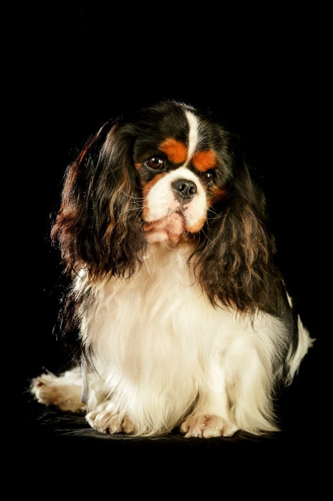 Chiot Cavalier King Charles Spaniel des brandes de beaulieu