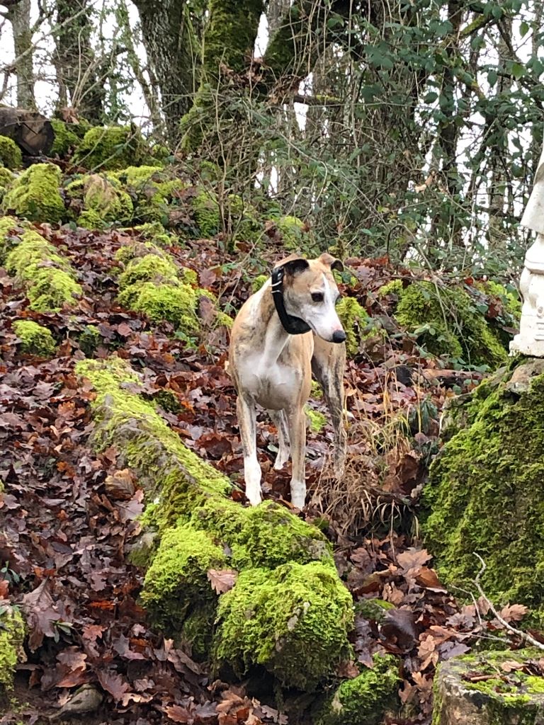 LE PERE DES CHIOTS.