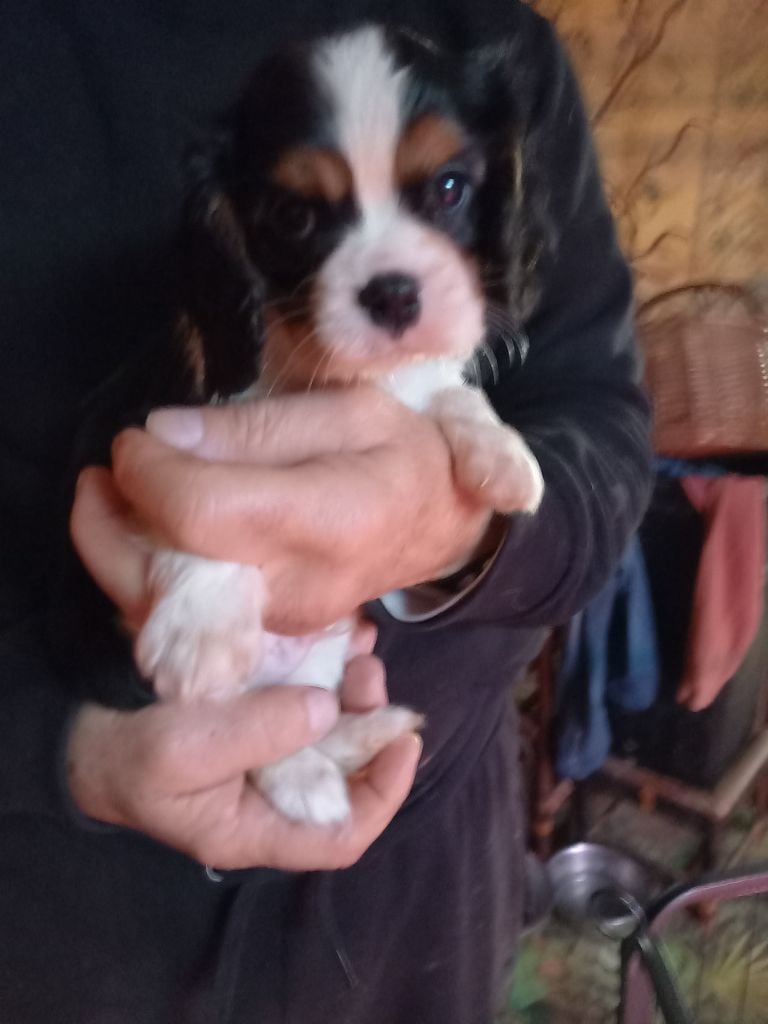 du logis des harfangs - Chiots disponibles - Cavalier King Charles Spaniel