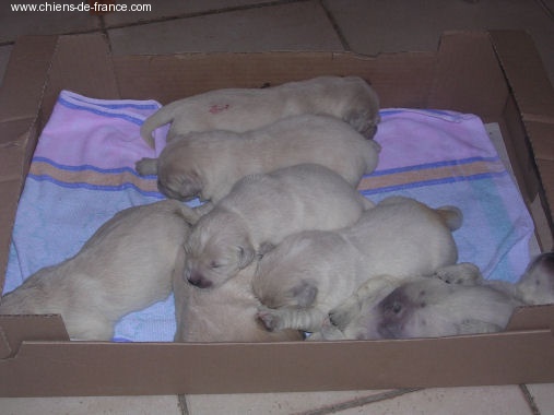 Chiot Golden Retriever Du domaine de la bricinesse