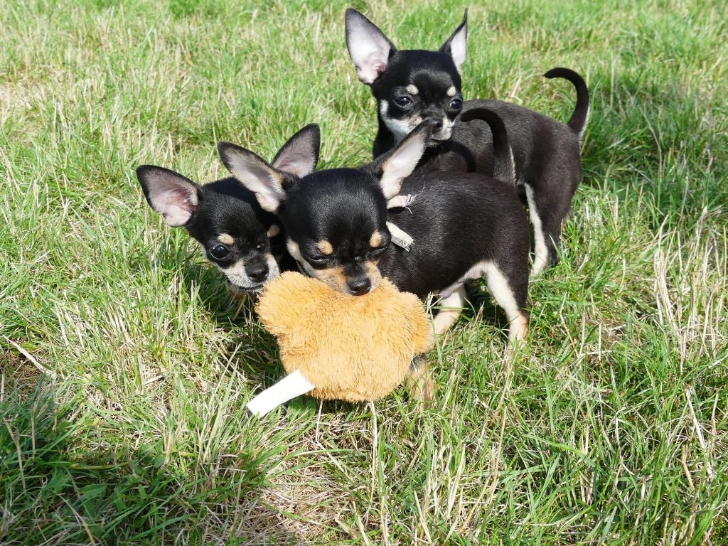 Chiot Chihuahua Especially For You