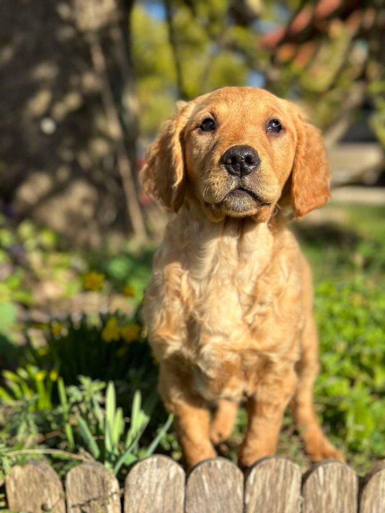 Du pré moussey - Chiots disponibles - Golden Retriever