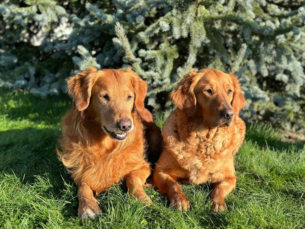 Chiot Golden Retriever Du pré moussey