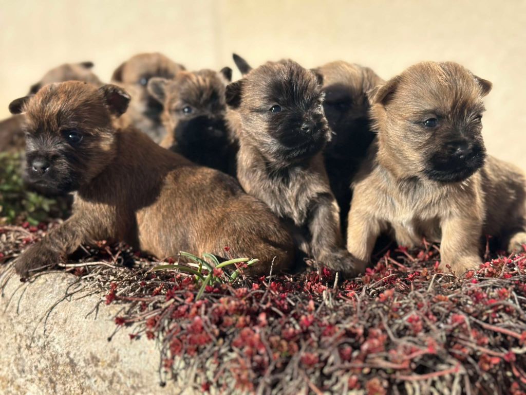 Du pré moussey - Chiots disponibles - Cairn Terrier