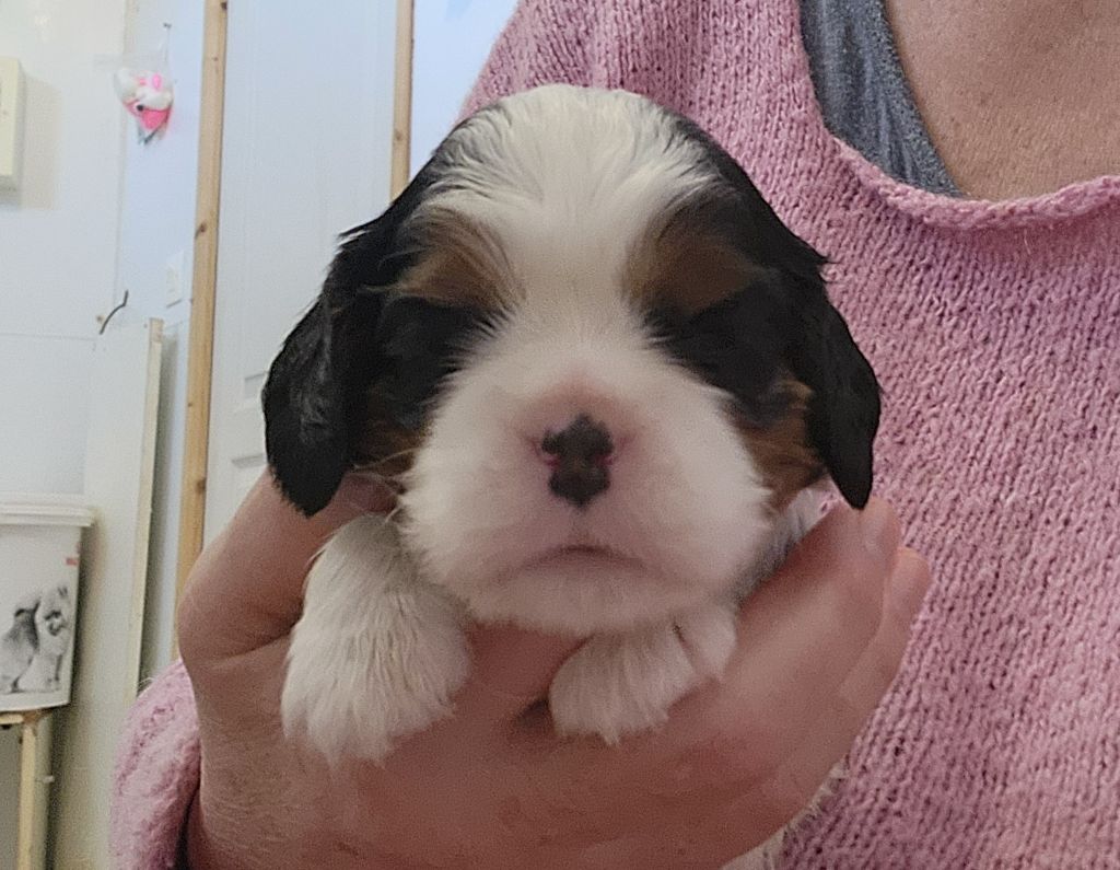 De castel peyrac - Chiots disponibles - Cavalier King Charles Spaniel