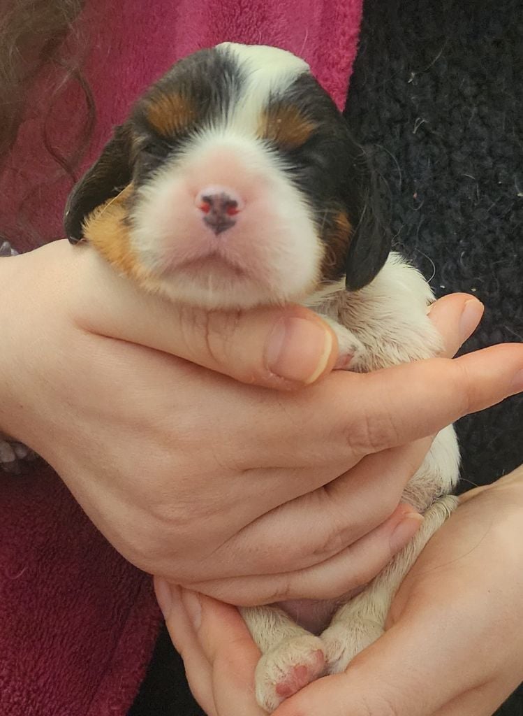 De castel peyrac - Chiots disponibles - Cavalier King Charles Spaniel