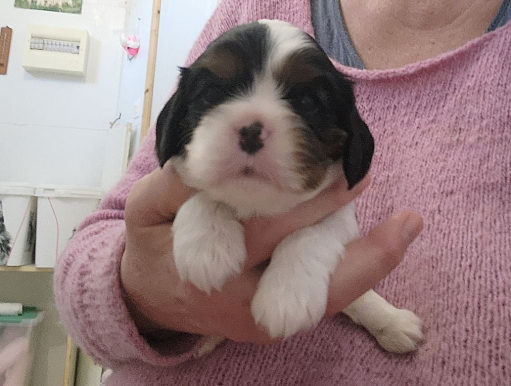 De castel peyrac - Chiots disponibles - Cavalier King Charles Spaniel