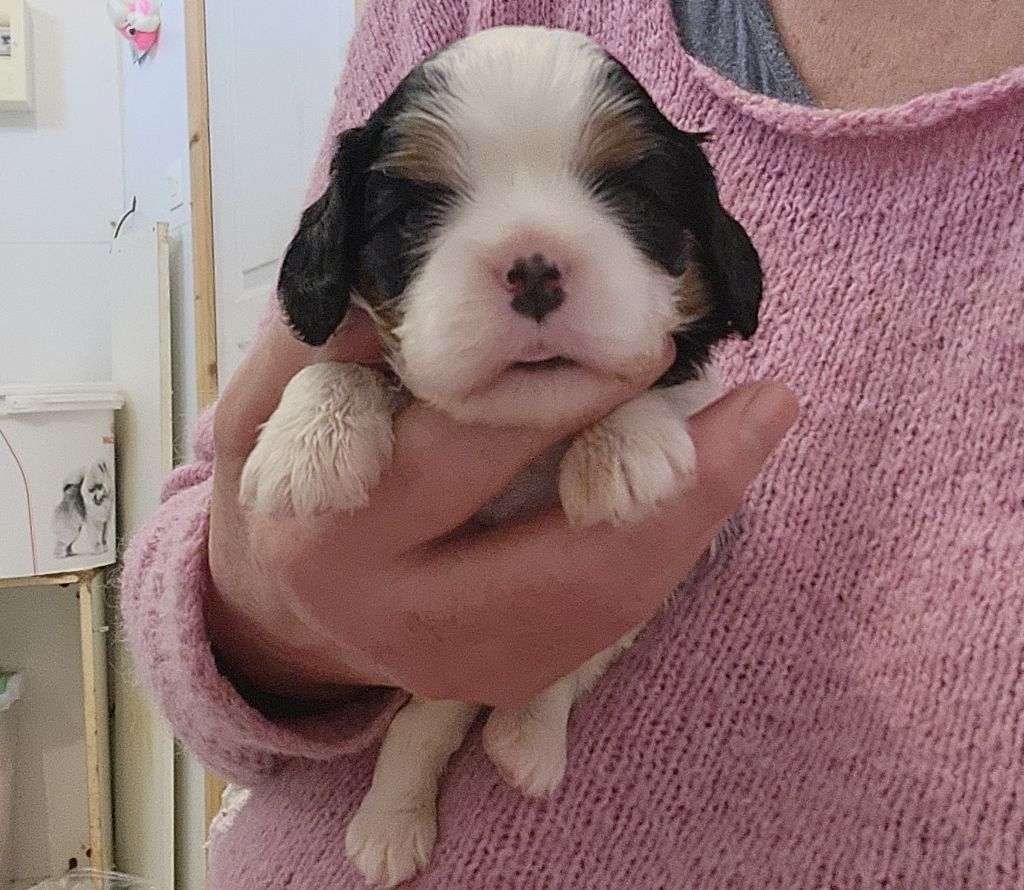 De castel peyrac - Chiots disponibles - Cavalier King Charles Spaniel