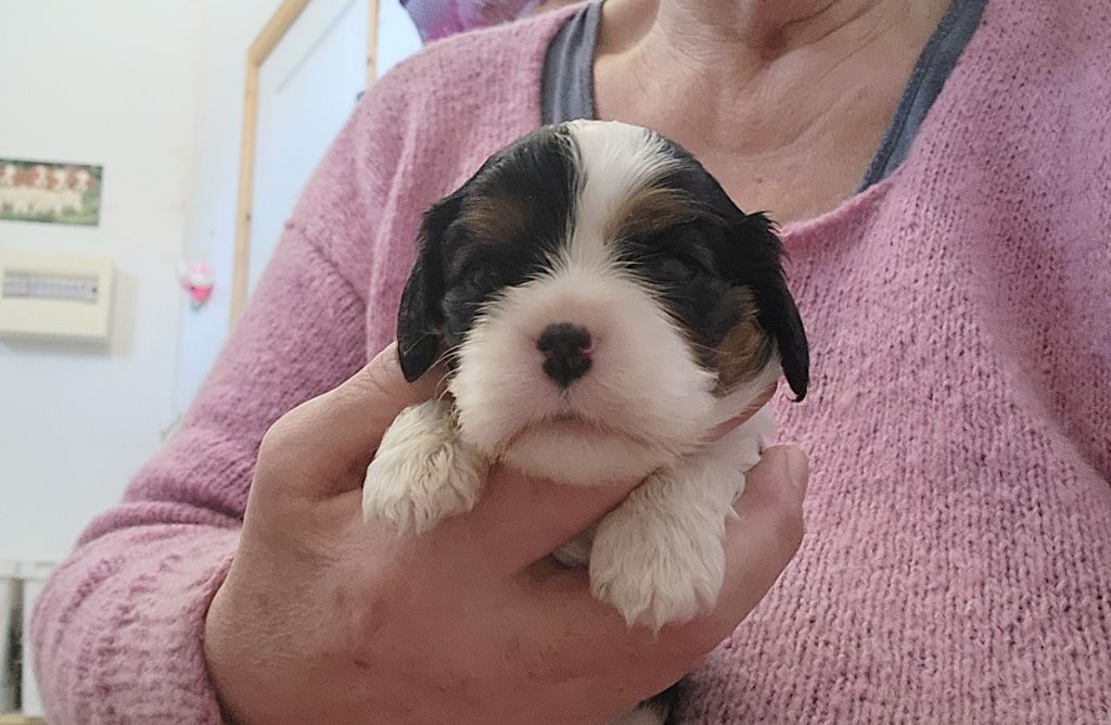 De castel peyrac - Chiots disponibles - Cavalier King Charles Spaniel