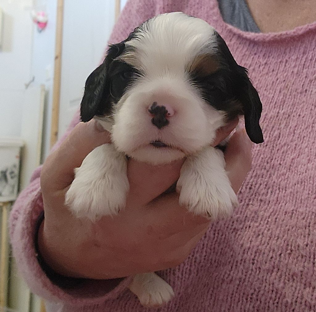 De castel peyrac - Chiots disponibles - Cavalier King Charles Spaniel