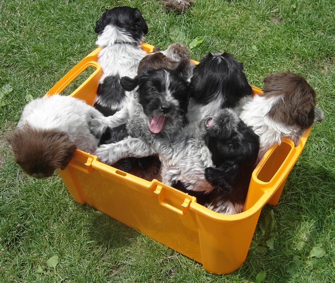 Chiot Schapendoes Du Royaume De Fanelia