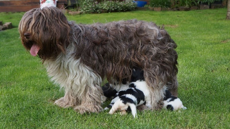 Chiot Schapendoes Du Royaume De Fanelia