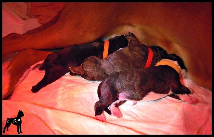 Chiot Boxer Des Steppes Perdues