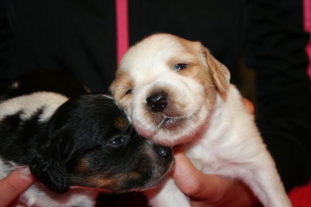 Chiots à réserver pour le 25 juin 2016