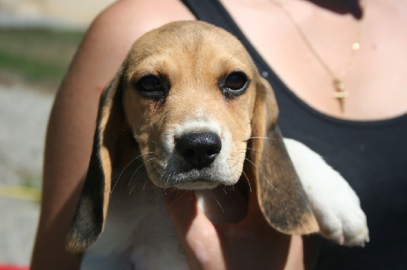 Des Minis Du Terrail - Beagle - Portée née le 10/06/2015