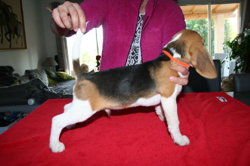 Des Minis Du Terrail - Beagle - Portée née le 27/07/2014