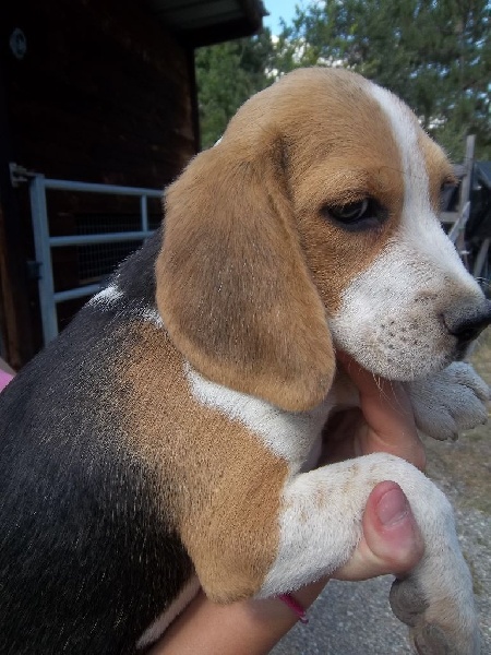 Des Minis Du Terrail - Beagle - Portée née le 25/05/2014