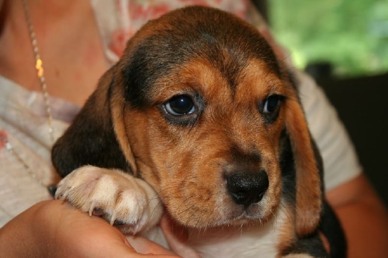 Des Minis Du Terrail - Chiots disponibles - Beagle