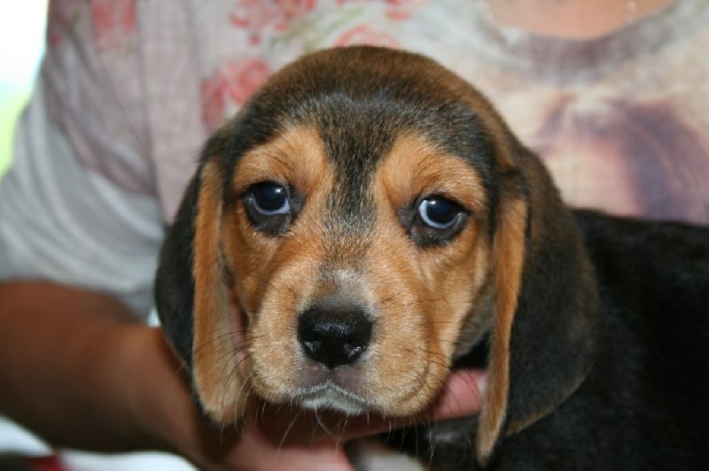 Des Minis Du Terrail - Chiots disponibles - Beagle